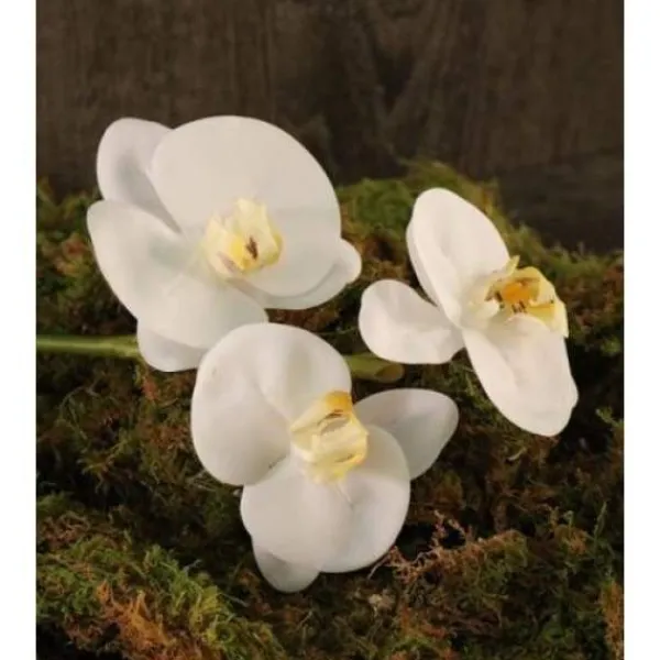 Hot Marie Dumas Phalaeonopsis 3 Flowers - White