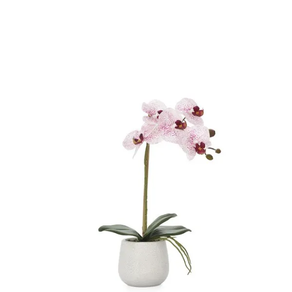 Fashion Marie Dumas Pink Single Orchid Arrangement in Ceramic Planter