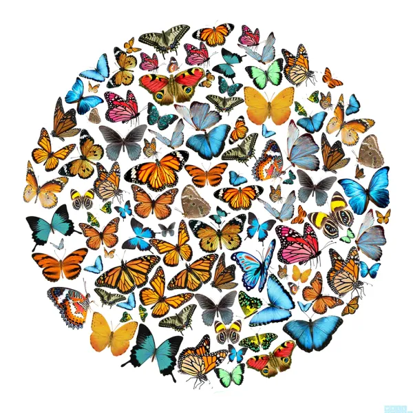 Discount Marie Dumas The Butterfly Effect Wall Art